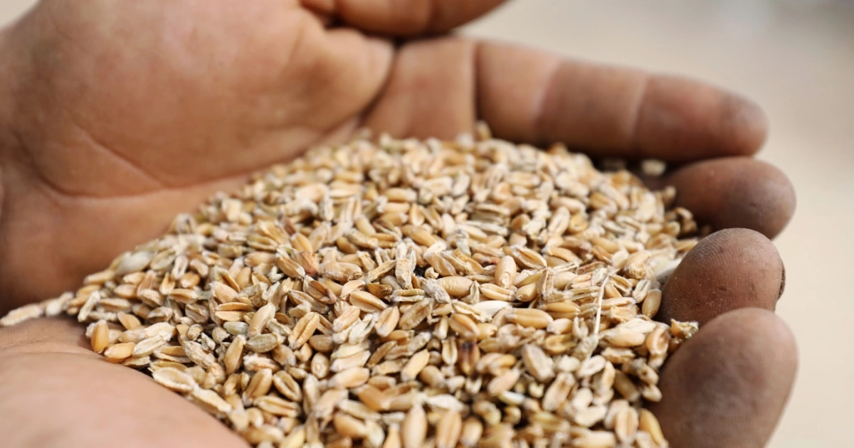 أزمة غذاء تطرق أبواب العالم.. مفاتيح الحل بيد بوتن