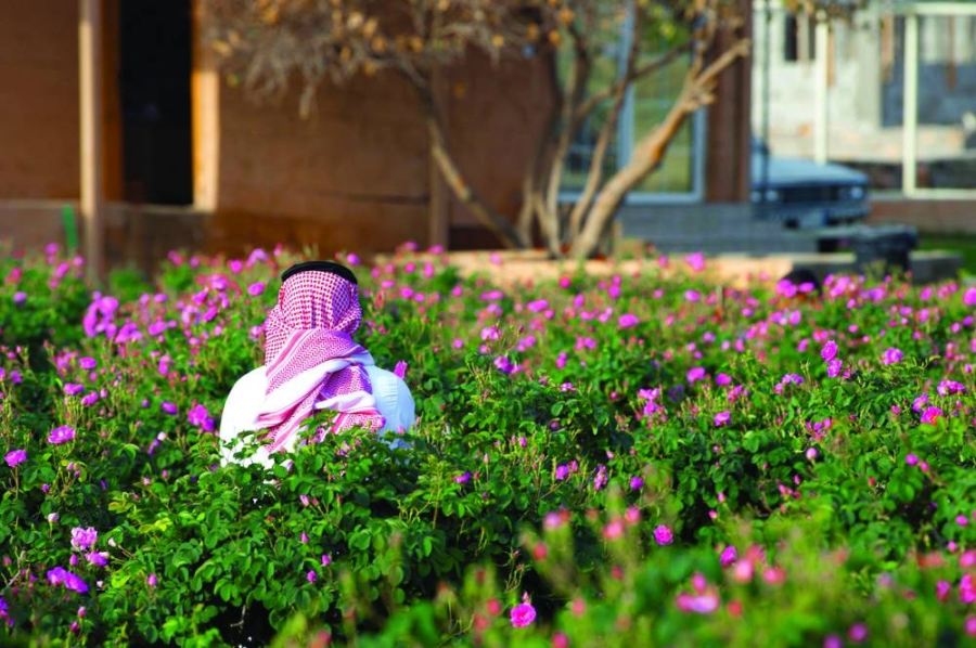 الطائف.. إفطار بنكهة مختلفة بين بساتين الورد