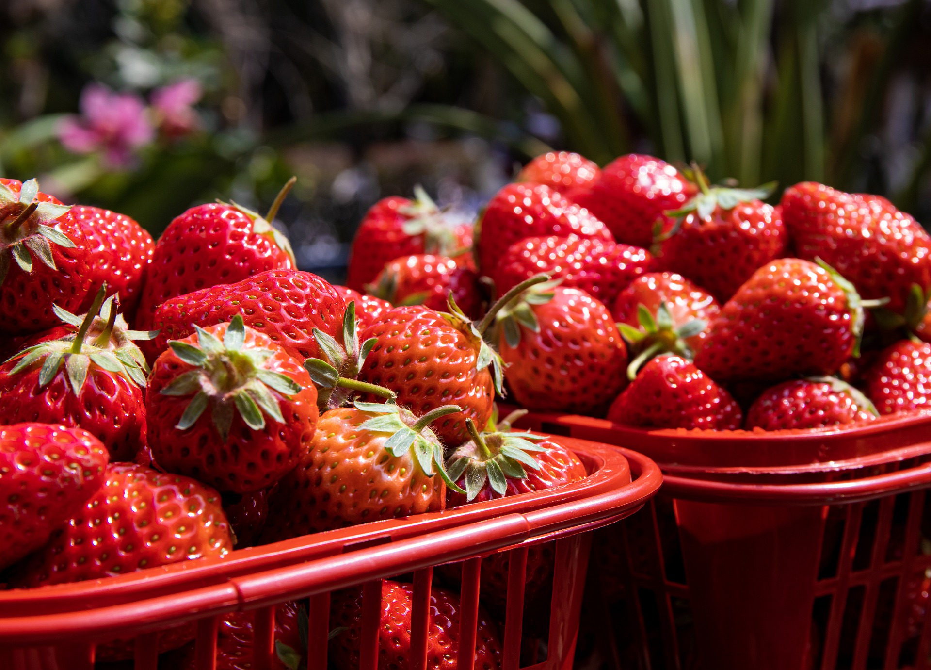 دراسة : تناول الفراولة "يقي" من الإصابة بالزهايمر